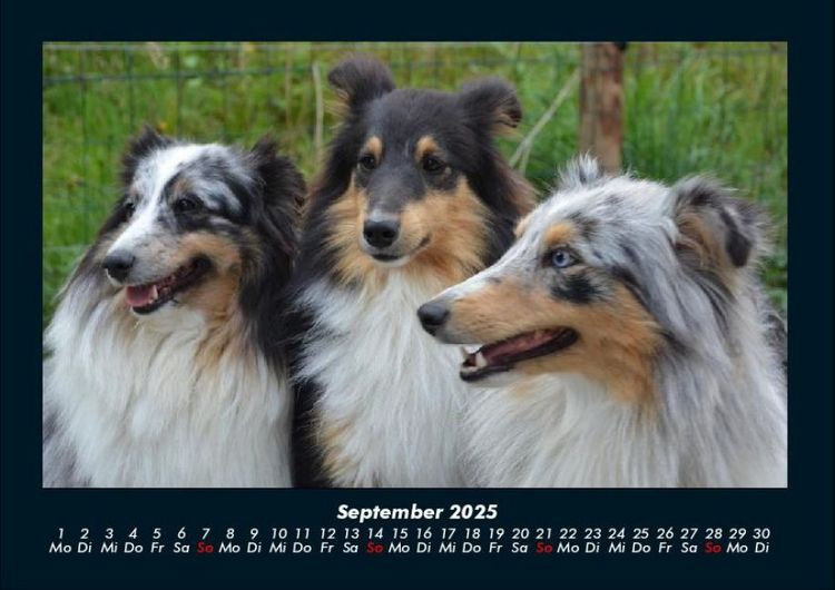 Produktbild: Hundezauber 2025 Fotokalender DIN A4