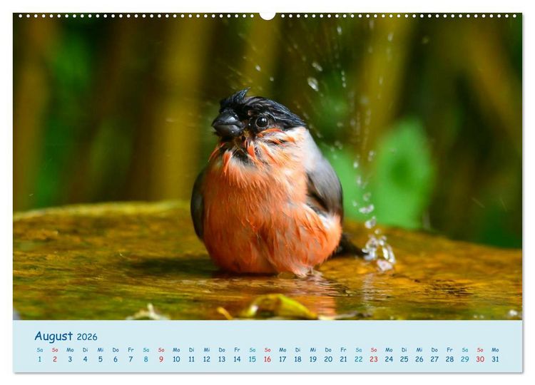 Produktbild: Sommer am Pool - Singv&ouml;gel an der Badestelle (Wandkalender 2026 DIN A2 quer), CALVENDO Monatskalender