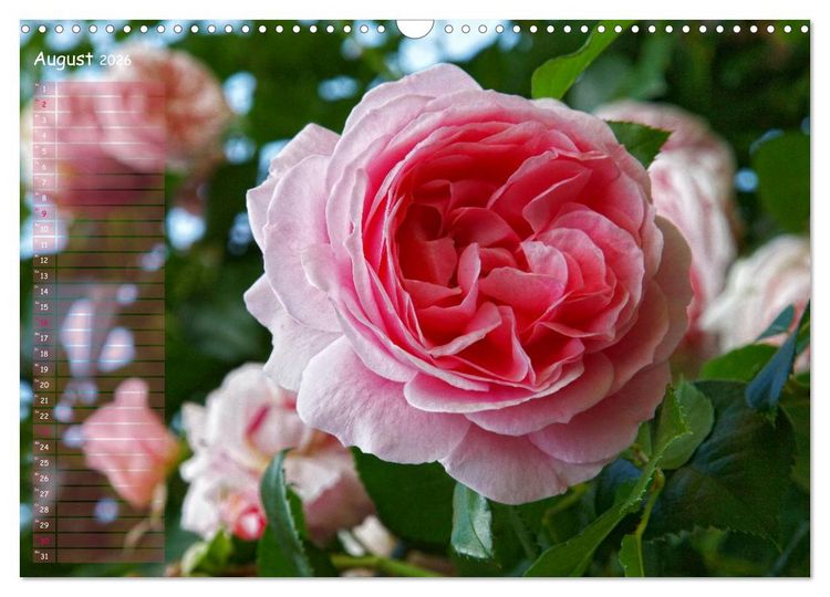 Produktbild: Lass Rosen sprechen (Wandkalender 2026 DIN A3 quer), CALVENDO Monatskalender