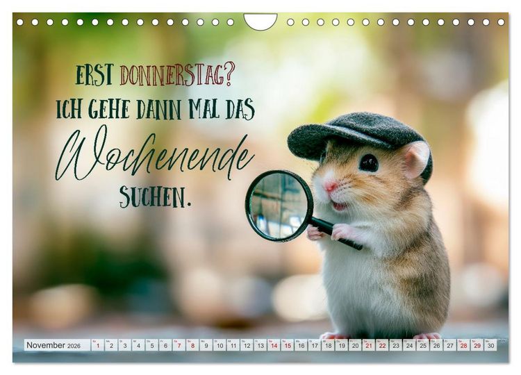 Produktbild: Hamsterhumor - Kleine Zuckerschnute, aber oho (Wandkalender 2026 DIN A4 quer), CALVENDO Monatskalender