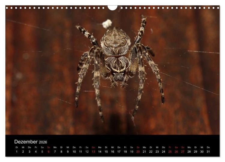 Produktbild: Unsere Spinnen - im Gespr&auml;ch (Wandkalender 2026 DIN A3 quer), CALVENDO Monatskalender