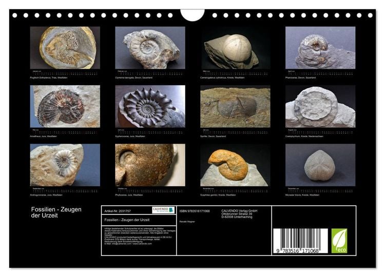Produktbild: Fossilien - Zeugen der Urzeit (Wandkalender 2026 DIN A4 quer), CALVENDO Monatskalender