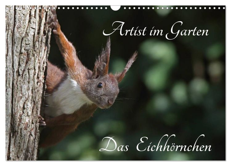 Produktbild: Artist im Garten. Das Eichh&ouml;rnchen (Wandkalender 2026 DIN A3 quer), CALVENDO Monatskalender