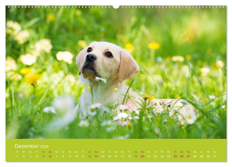 Produktbild: Welpen im Fr&uuml;hling (hochwertiger Premium Wandkalender 2026 DIN A2 quer), Kunstdruck in Hochglanz