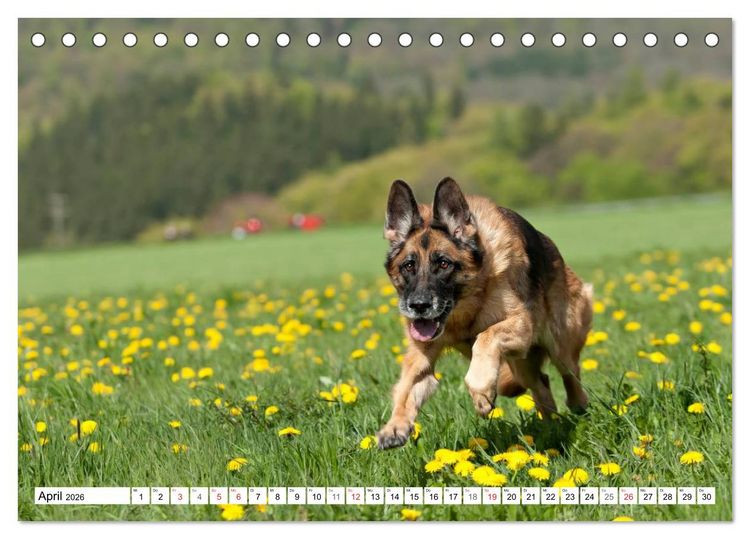 Produktbild: Deutscher Sch&auml;ferhund - Der beste Freund des Menschen (Tischkalender 2026 DIN A5 quer), CALVENDO Monatskalender