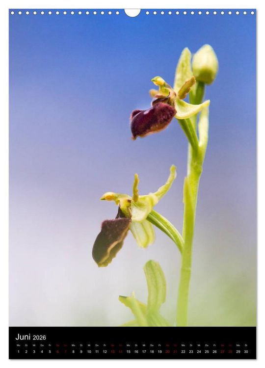Produktbild: Im richtigen Licht: Wilde Orchideen in S&uuml;dbayern (Wandkalender 2026 DIN A3 hoch), CALVENDO Monatskalender