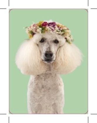Produktbild: Ziehst du dich an wie dein Hund?