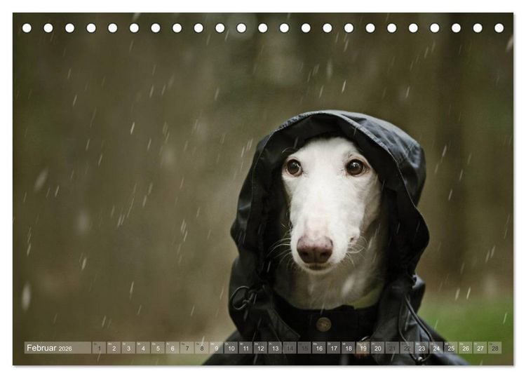 Produktbild: Zauberhafte Windhunde (Tischkalender 2026 DIN A5 quer), CALVENDO Monatskalender