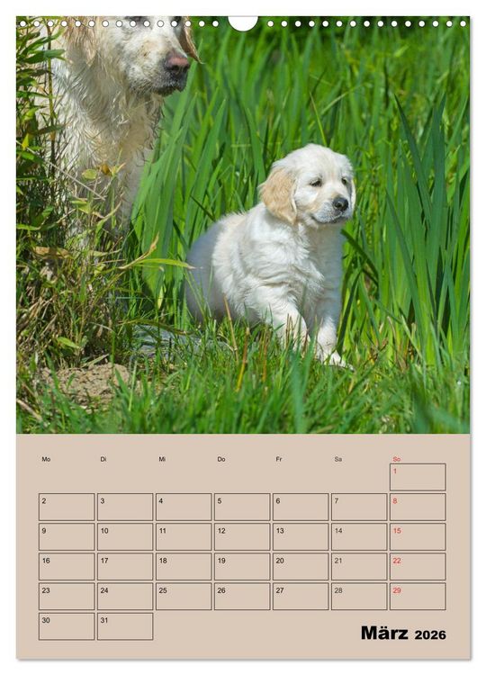 Produktbild: Jahresplaner Golden Retriever Welpen (Wandkalender 2026 DIN A3 hoch), CALVENDO Monatskalender