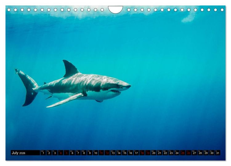 Produktbild: The Great White Shark: King of the Ocean (Wall Calendar 2026 DIN A4 landscape), CALVENDO 12 Month Wall Calendar