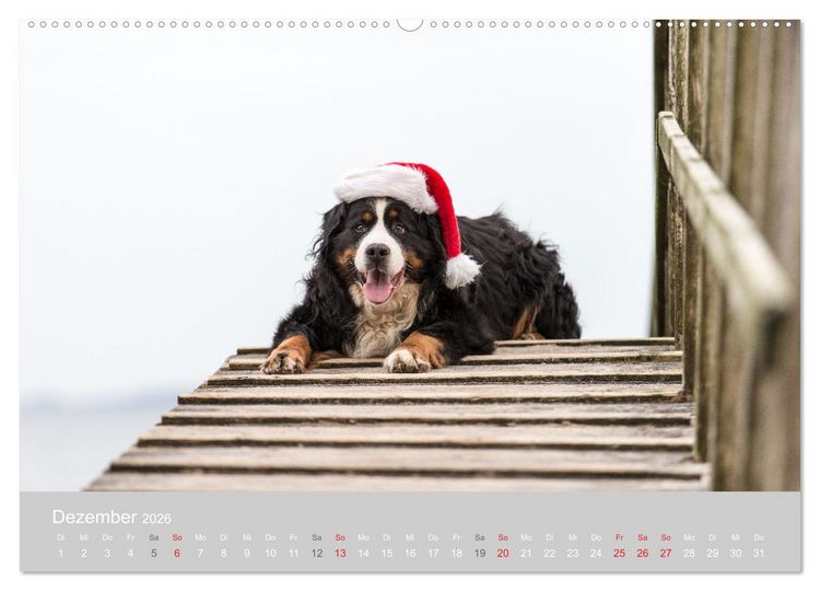 Produktbild: Liebling BERNER SENNENHUND (hochwertiger Premium Wandkalender 2026 DIN A2 quer), Kunstdruck in Hochglanz