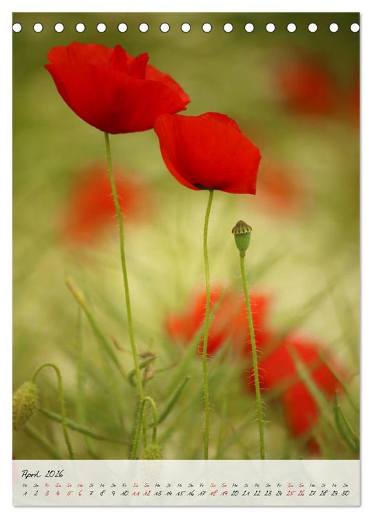 Produktbild: Florale Meisterwerke der Natur (Tischkalender 2026 DIN A5 hoch), CALVENDO Monatskalender