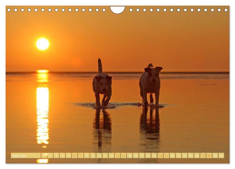 Produktbild: Die Parson-Russell-Terrier ...mit neuen Abenteuern aus der Hundeknipserei (Wandkalender 2026 DIN A4 quer), CALVENDO Monatskalender