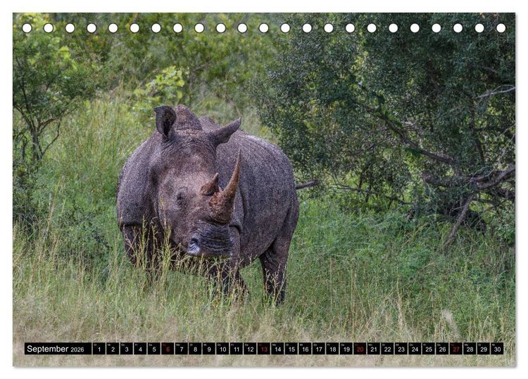 Produktbild: Afrikas Tierwelt: Nash&ouml;rner (Tischkalender 2026 DIN A5 quer), CALVENDO Monatskalender