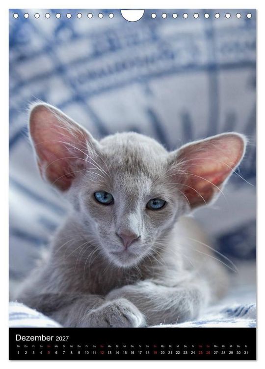 Produktbild: Orientalische Katzen 2027 (Wandkalender 2027 DIN A4 hoch), CALVENDO Monatskalender