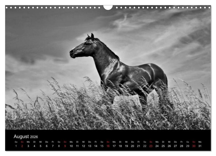 Produktbild: Pferde 2026 Wild Thing (Wandkalender 2026 DIN A3 quer), CALVENDO Monatskalender