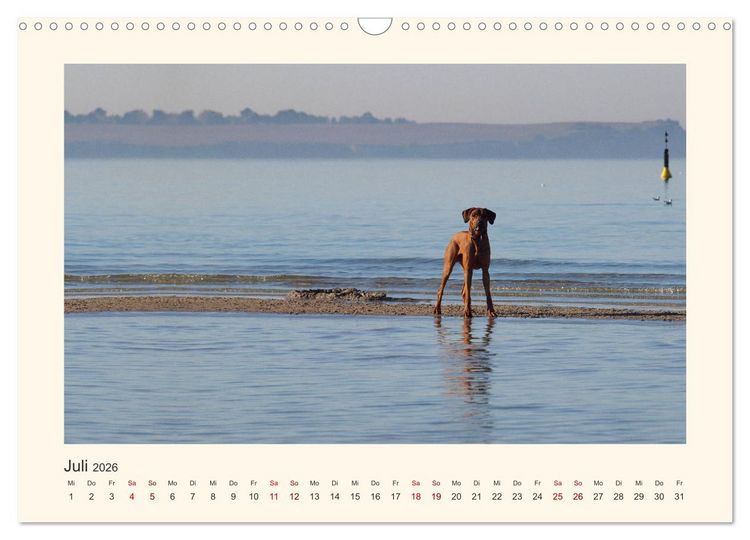 Produktbild: Rhodesian Ridgeback Power aus S&uuml;dafrika (Wandkalender 2026 DIN A3 quer), CALVENDO Monatskalender