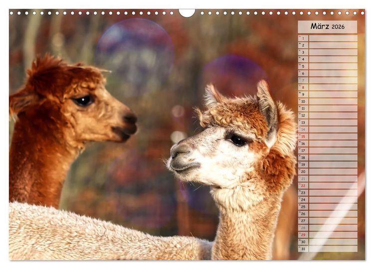 Produktbild: Alpaka, coole Typen mit wilden Frisuren (Wandkalender 2026 DIN A3 quer), CALVENDO Monatskalender