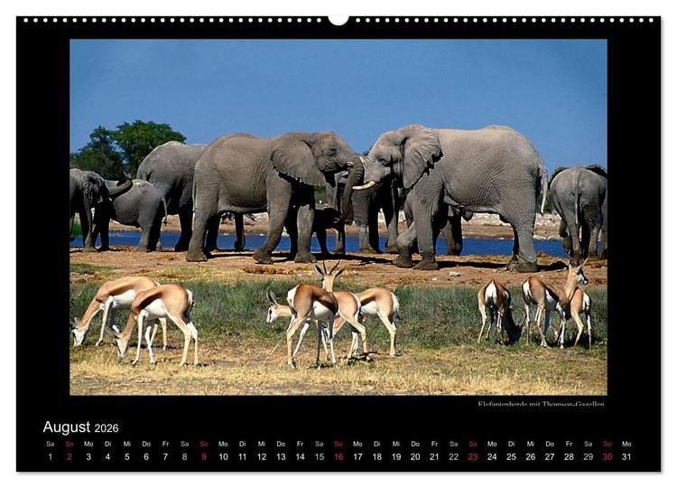 Produktbild: Wildtiere im Etosha Nationalpark (Wandkalender 2026 DIN A2 quer), CALVENDO Monatskalender