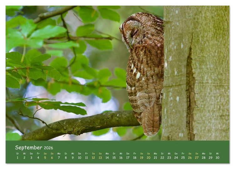 Produktbild: geliebte Waldgeister (Tischkalender 2026 DIN A5 quer), CALVENDO Monatskalender