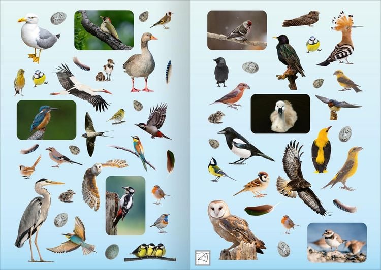 Produktbild: Naturforscher-Kids &ndash; Fotosticker V&ouml;gel