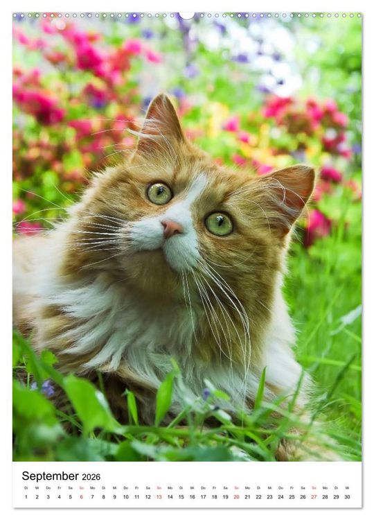 Produktbild: COUNTRY CATS (hochwertiger Premium Wandkalender 2026 DIN A2 hoch), Kunstdruck in Hochglanz