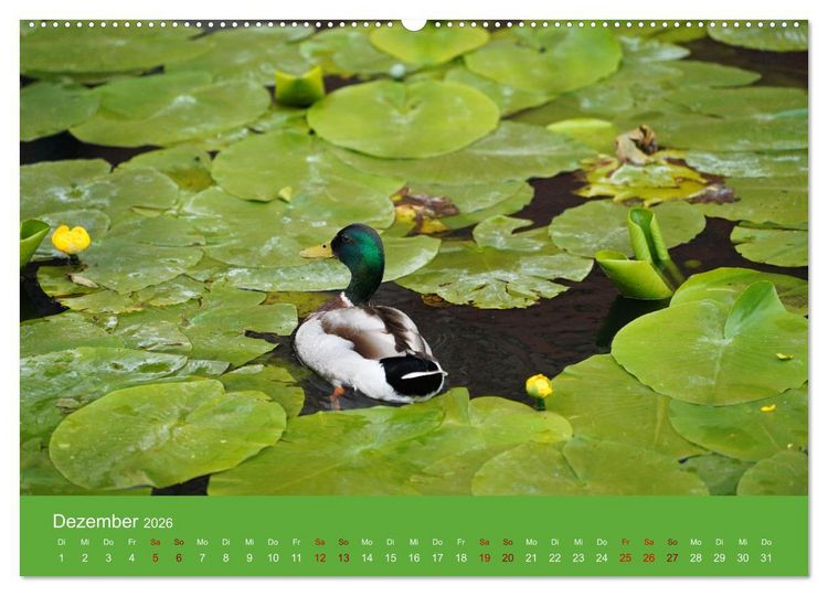 Produktbild: Faszination Enten (hochwertiger Premium Wandkalender 2026 DIN A2 quer), Kunstdruck in Hochglanz