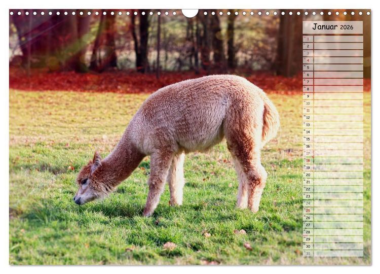 Produktbild: Alpaka, coole Typen mit wilden Frisuren (Wandkalender 2026 DIN A3 quer), CALVENDO Monatskalender