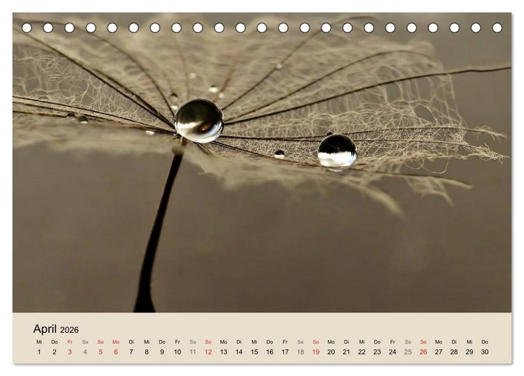 Produktbild: Naturjuwel Pusteblume (Tischkalender 2026 DIN A5 quer), CALVENDO Monatskalender