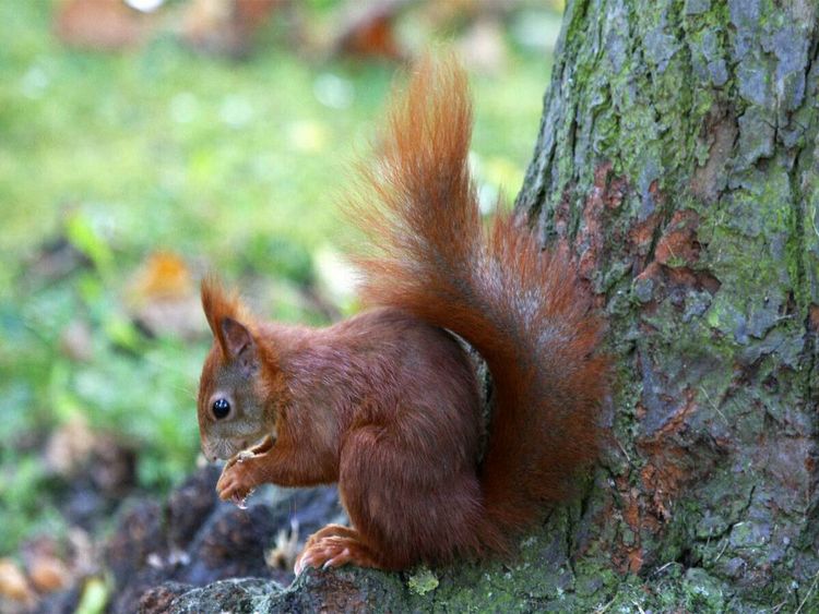 Produktbild: CALVENDO Puzzle Eichh&ouml;rnchen in freier Natur | 1000 Teile Lege-Gr&ouml;&szlig;e 64x48cm Foto-Puzzle f&uuml;r gl&uuml;ckliche Stunden