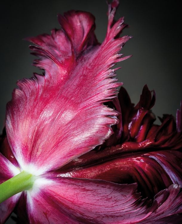 Produktbild: Floramour: Tulips
