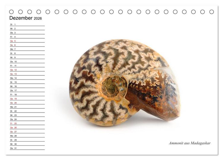 Produktbild: Fossilien - Versteinerte Relikte der Erdzeitalter (Tischkalender 2026 DIN A5 quer), CALVENDO Monatskalender
