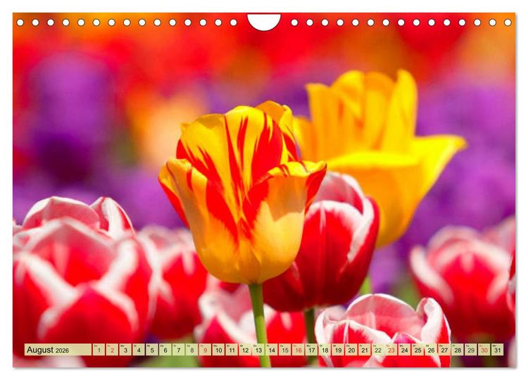Produktbild: Tulpen. Zauberhafte Bl&uuml;tenpracht (Wandkalender 2026 DIN A4 quer), CALVENDO Monatskalender