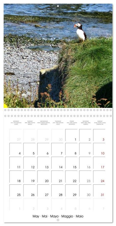 Produktbild: Puffin Pals (Wall Calendar 2026 12 &times; 12 Inch) CALVENDO 12 Month Wall Calendar