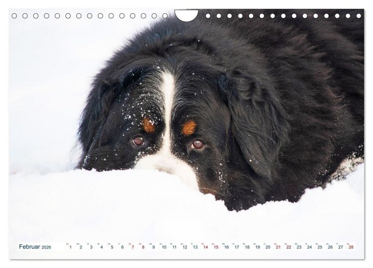 Produktbild: Berner Sennenhund - Ein Traum auf vier Pfoten (Wandkalender 2026 DIN A4 quer), CALVENDO Monatskalender