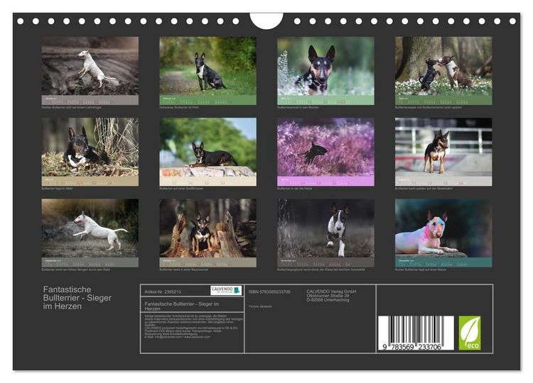 Produktbild: Fantastische Bullterrier - Sieger im Herzen (Wandkalender 2027 DIN A4 quer), CALVENDO Monatskalender
