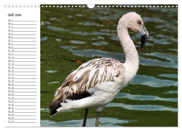 Produktbild: Elegante Flamingo (Wandkalender 2026 DIN A3 quer), CALVENDO Monatskalender