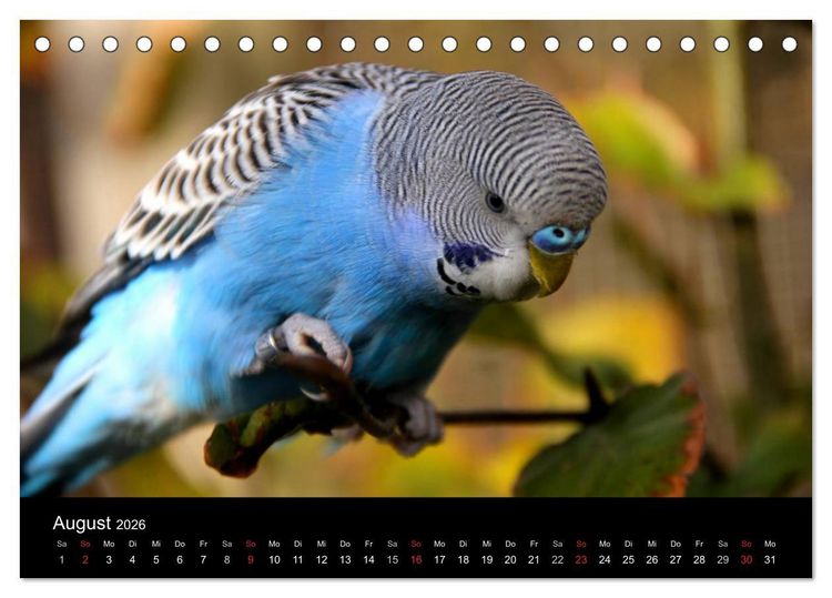 Produktbild: Wellensittiche - Naturkalender (Tischkalender 2026 DIN A5 quer), CALVENDO Monatskalender