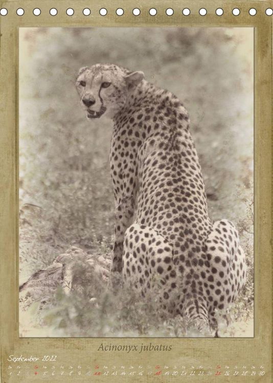 Produktbild: Schmidbauer, H: Haia Safari nostalgische Impressionen (Tisch