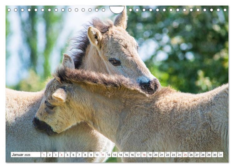 Produktbild: Konik - Frei geboren (Wandkalender 2026 DIN A4 quer), CALVENDO Monatskalender