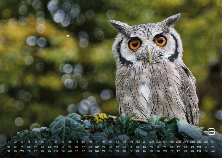 Produktbild: Eulen - W&auml;chter der Nacht - 2027 - Kalender DIN A3