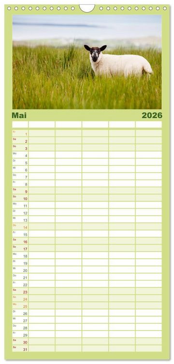 Produktbild: Familienplaner 2026 - Unter Schafen - Wegbegleiter auf Reisen mit 5 Spalten (Wandkalender, 21 x 45 cm) CALVENDO