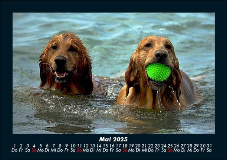 Produktbild: Hundezauber 2025 Fotokalender DIN A5
