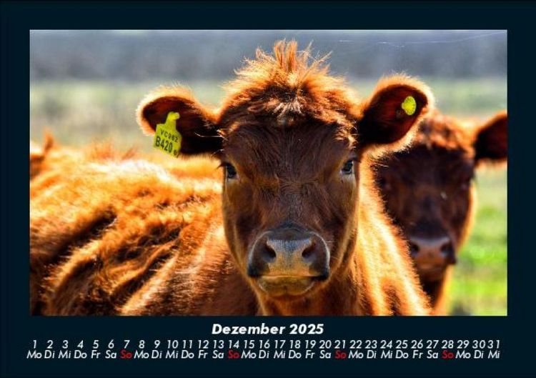 Produktbild: Kuhkalender 2025 Fotokalender DIN A5
