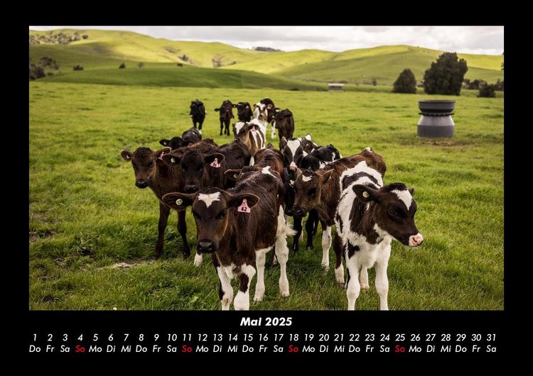 Produktbild: Kuhkalender 2025 Fotokalender DIN A3