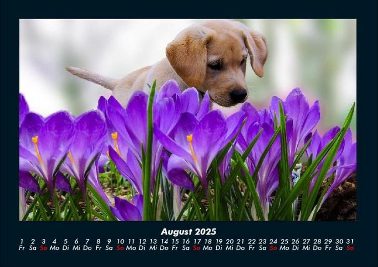 Produktbild: Welpen 2025 Fotokalender DIN A4