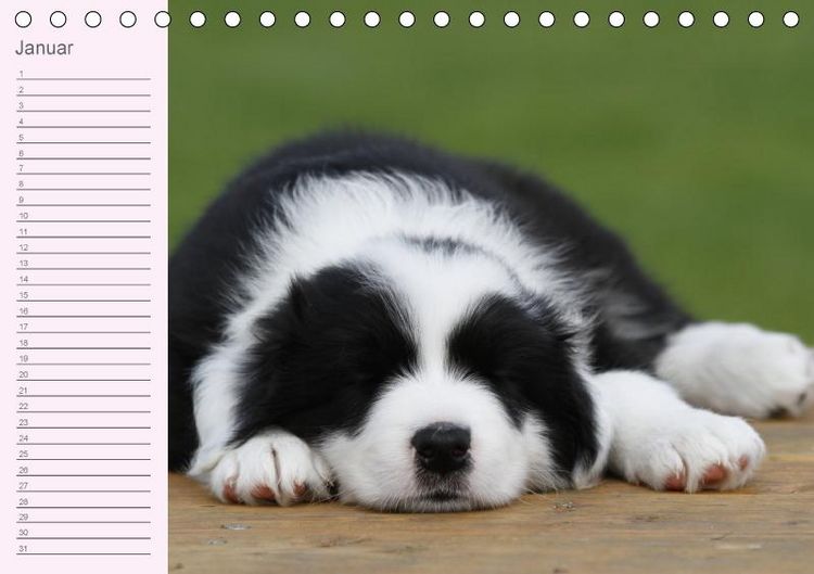 Produktbild: Border Collie-Welpen Geburtstagskalender (Tischkalender immerw&auml;hrend DIN A5 quer)