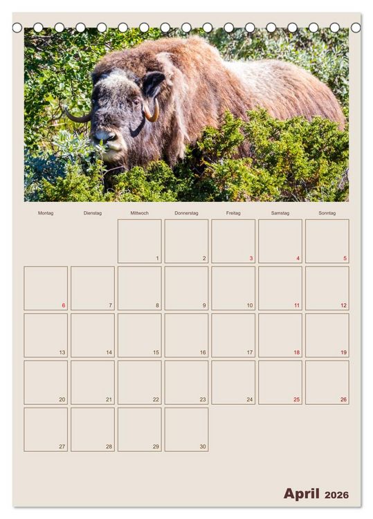 Produktbild: Moschusochsen - Norwegens gem&uuml;tliche Riesen (Tischkalender 2026 DIN A5 hoch), CALVENDO Monatskalender