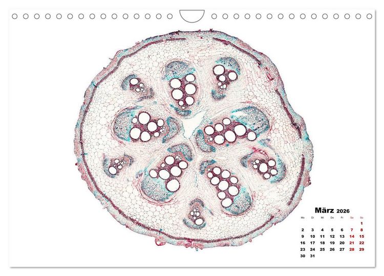 Produktbild: Pflanzen unter dem Mikroskop (Wandkalender 2026 DIN A4 quer), CALVENDO Monatskalender