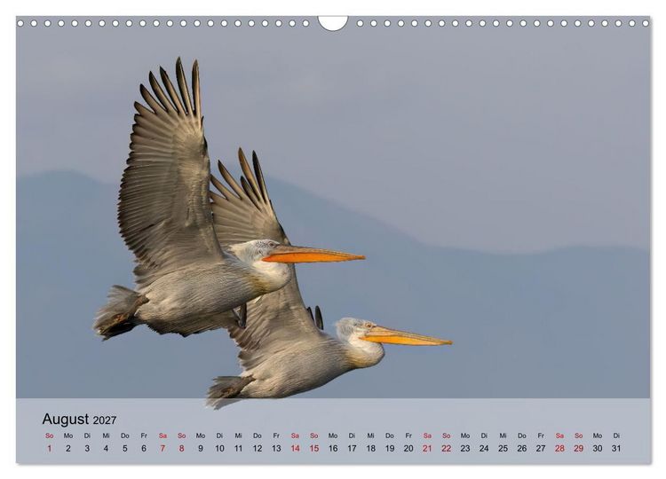 Produktbild: Krauskopfpelikane (Wandkalender 2027 DIN A3 quer), CALVENDO Monatskalender